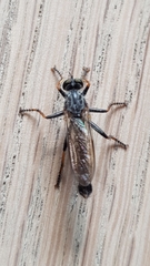 Neomochtherus geniculatus