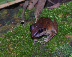 Pristimantis achatinus