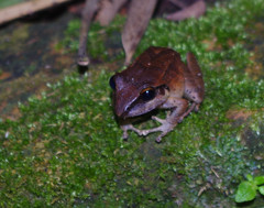Pristimantis achatinus