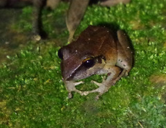 Pristimantis achatinus