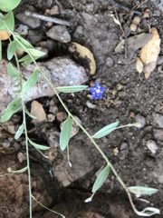 Evolvulus arizonicus