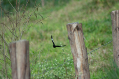 Knipolegus lophotes