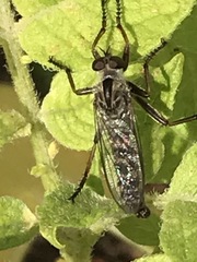 Neomochtherus willistoni