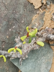 Portulacaria fruticulosa