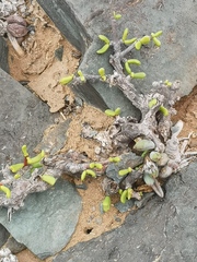 Portulacaria fruticulosa