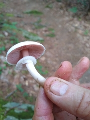 Agaricus diminutivus