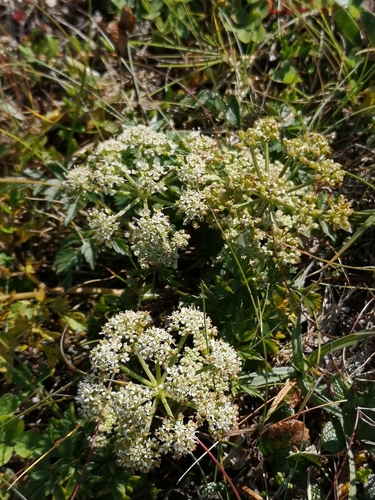 Image of Conioselinum chinense by (c) Todd Boland, some rights reserved (CC BY)
