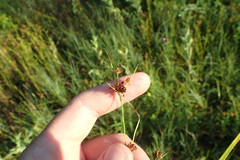 Rhynchospora recognita