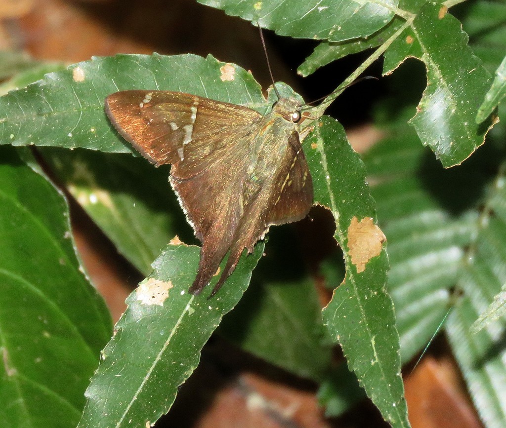 Urbanus carmelita