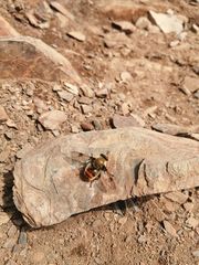 Sericomyia flagrans