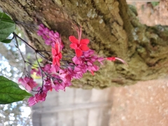 Clerodendrum thomsoniae