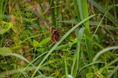 Morpho helenor montezuma