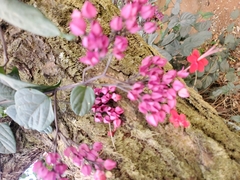 Clerodendrum thomsoniae