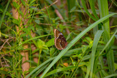 Morpho helenor montezuma