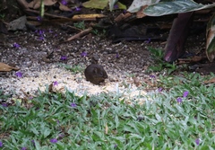 Melanomys caliginosus