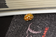 Halyzia sedecimguttata