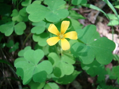 Oxalis grandis