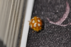 Halyzia sedecimguttata