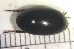 Tropisternus natator