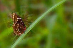 Morpho helenor montezuma
