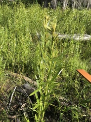 Dulichium arundinaceum