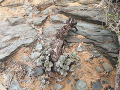 Pelargonium crassicaule
