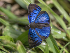 Riodinidae
