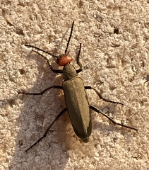 Epicauta atrata
