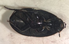 Tropisternus natator