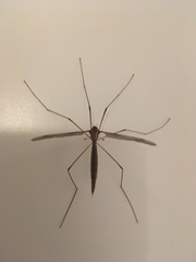 Acutipula
