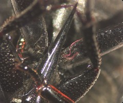 Tropisternus natator