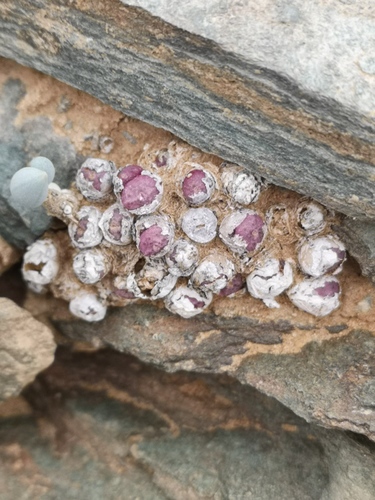 Conophytum saxetanum
