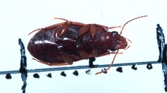 Amara bifrons