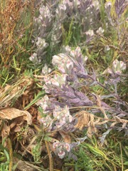Chloropyron maritimum maritimum
