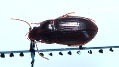 Amara bifrons