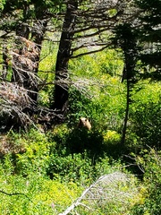 Ursus americanus cinnamomum