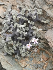 Pelargonium crassicaule