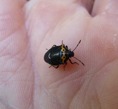 Cosmopepla conspicillaris