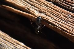 Camponotus modoc