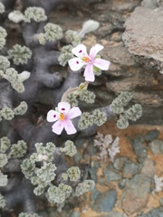 Pelargonium crassicaule