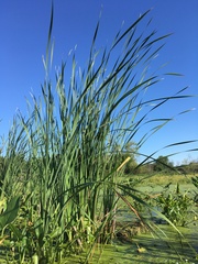 Typha × glauca