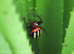 Alpaida quadrilorata