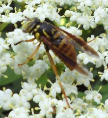 Spilomyia alcimus