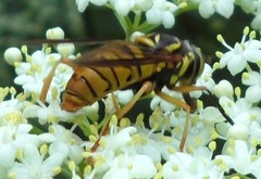 Spilomyia alcimus