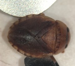 Pelocoris carolinensis