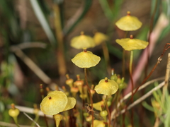 Splachnum luteum