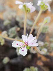 Pelargonium crassicaule
