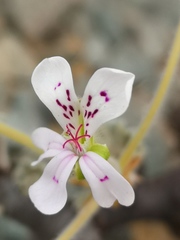 Pelargonium crassicaule