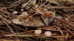 Mycetinis copelandii