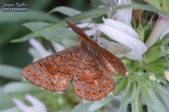 Calephelis arizonensis